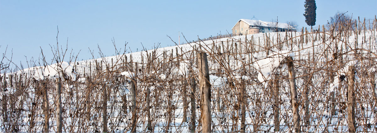 Řešení zmírnění škod způsobených jarními mrazy Ovocnáři a lesní školkaři dostanou částečnou náhradu za letošní mrazy.